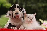 DOGUE ALLEMAND ET CHAT 031